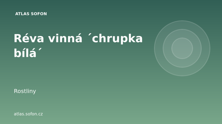 Réva vinná ´chrupka bílá´ Réva vinná ´chrupka bílá´