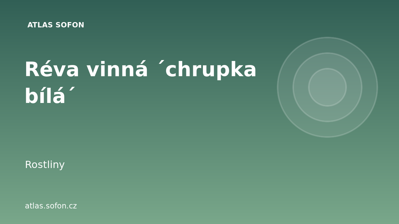 Réva vinná ´chrupka bílá´