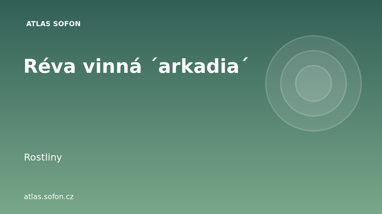 Réva vinná ´arkadia´