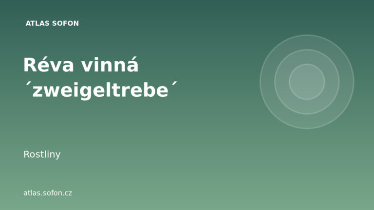 Réva vinná ´zweigeltrebe´ Réva vinná ´zweigeltrebe´
