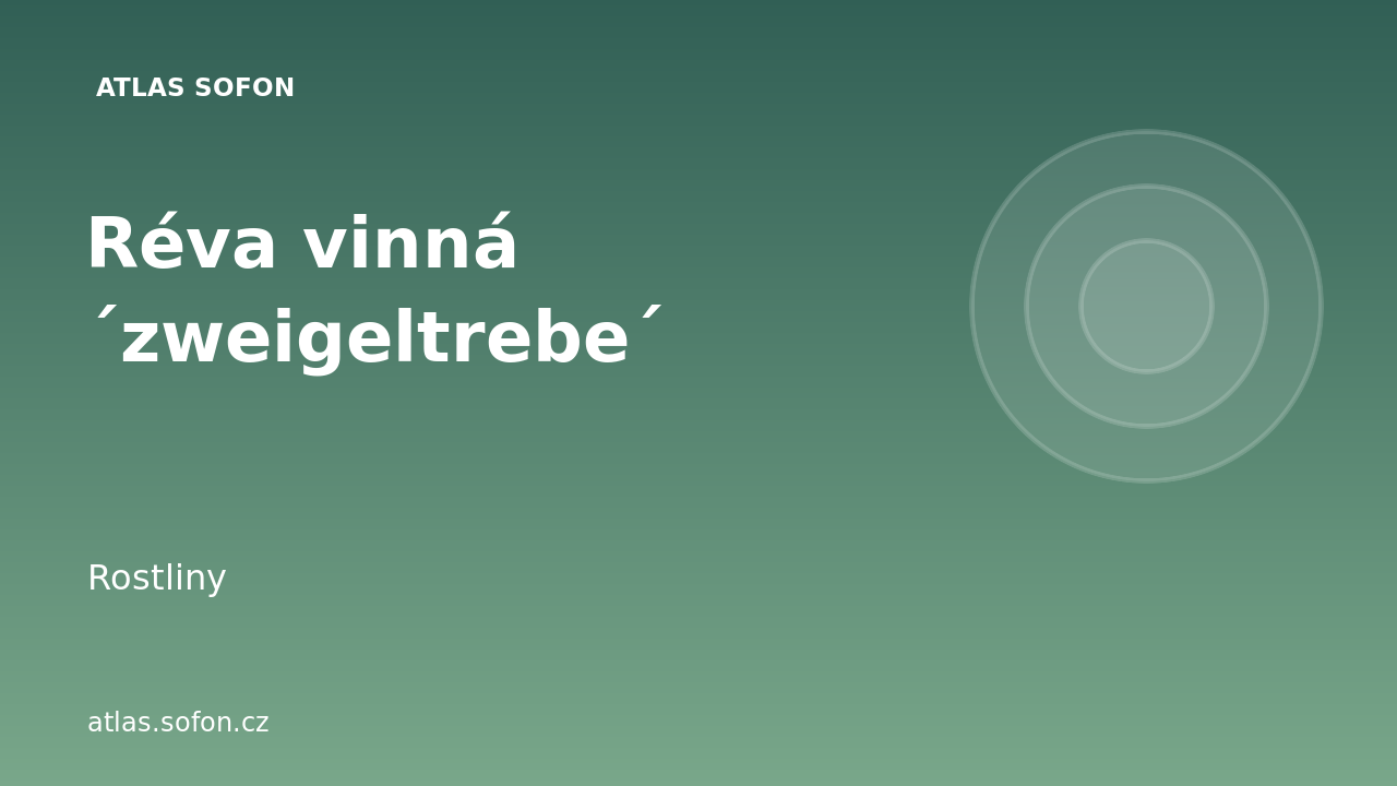 Réva vinná ´zweigeltrebe´