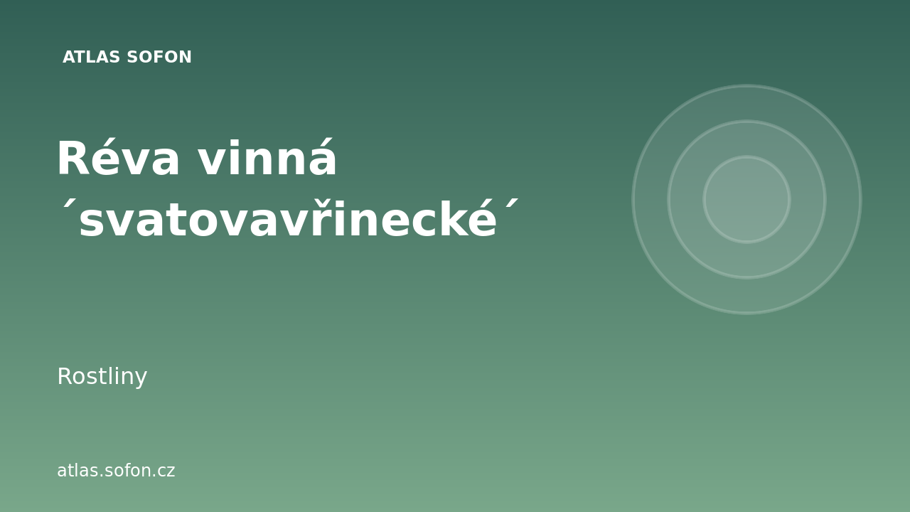 Réva vinná ´svatovavřinecké´