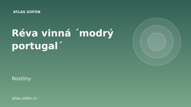 Réva vinná ´modrý portugal´