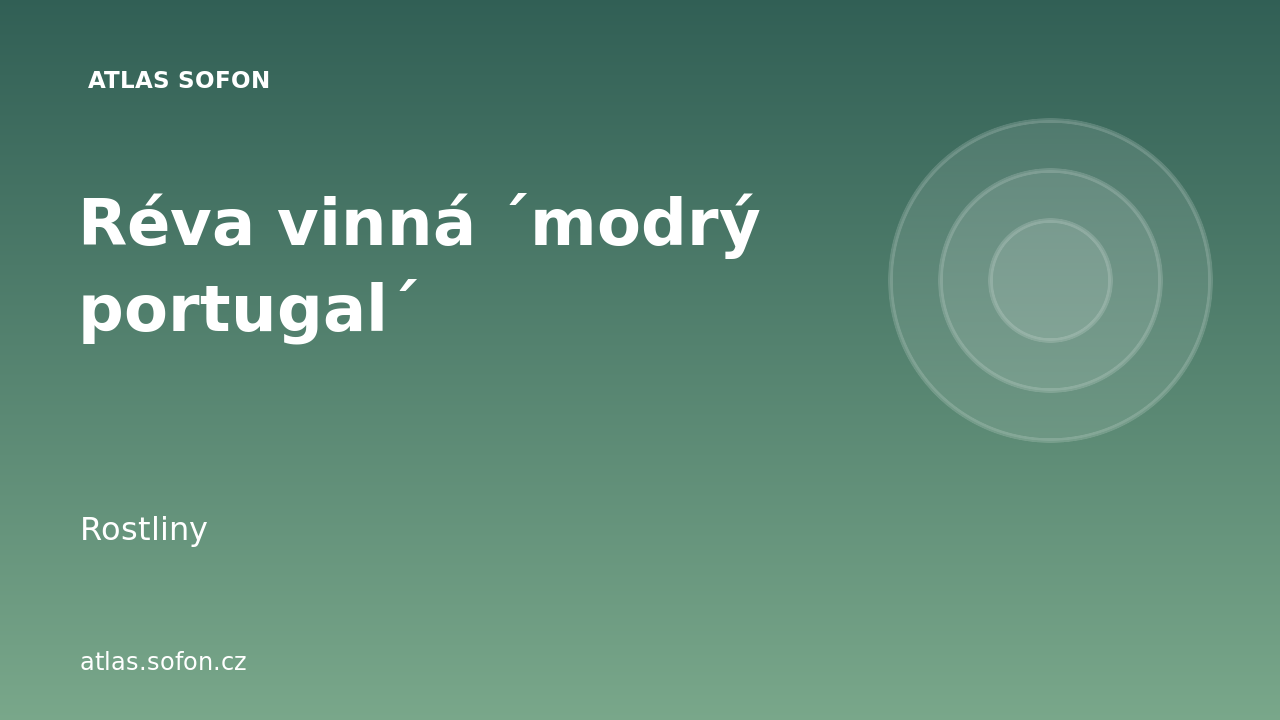 Réva vinná ´modrý portugal´