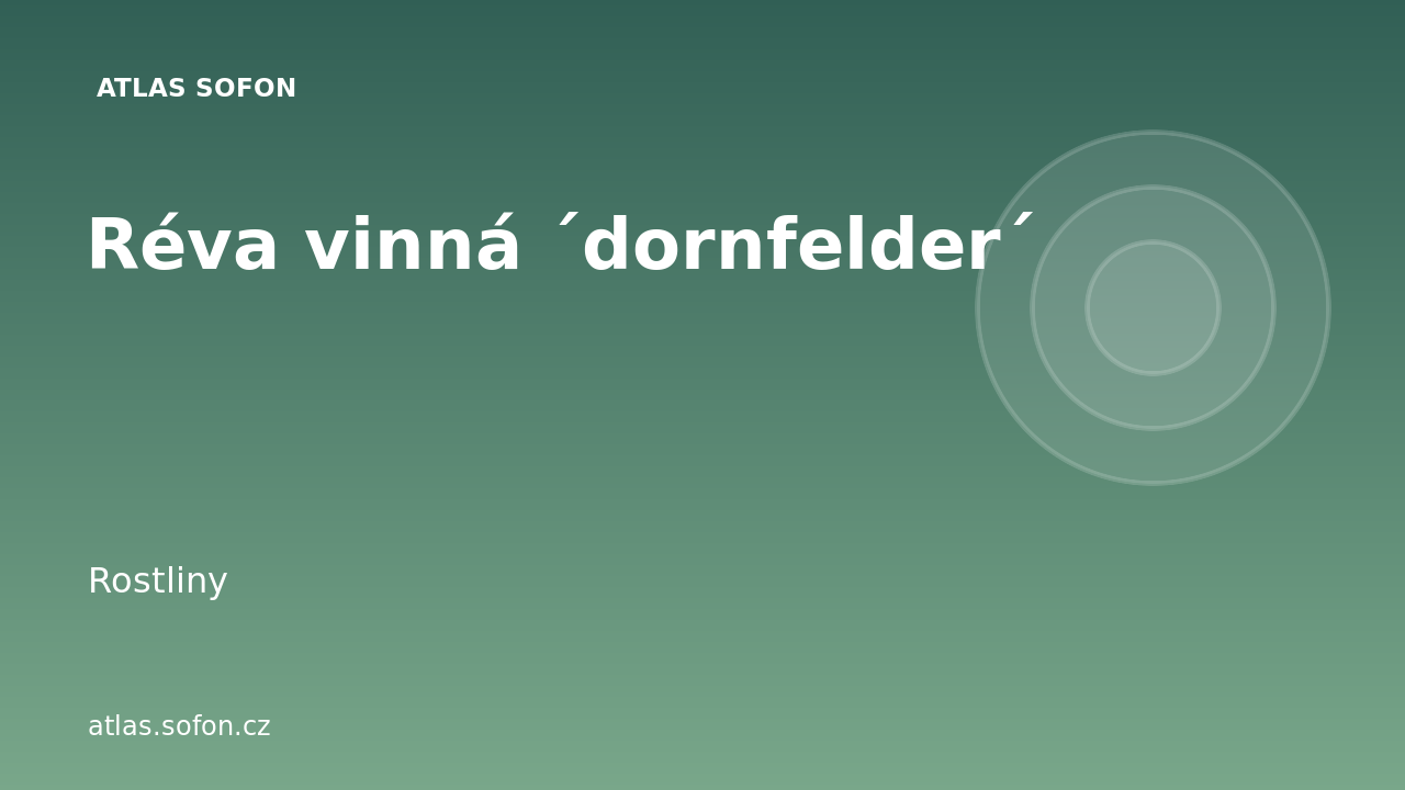 Réva vinná ´dornfelder´