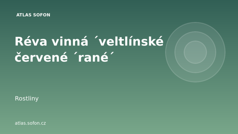 Réva vinná ´veltlínské červené ´rané´