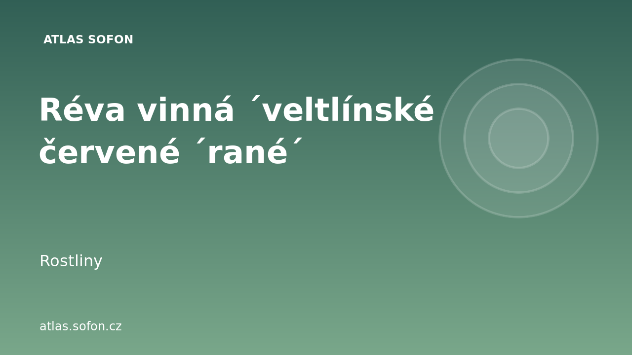 Réva vinná ´veltlínské červené ´rané´
