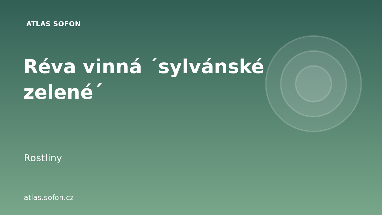 Réva vinná ´sylvánské zelené´