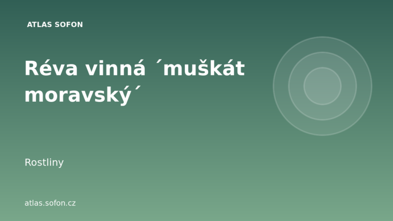 Réva vinná ´muškát moravský´