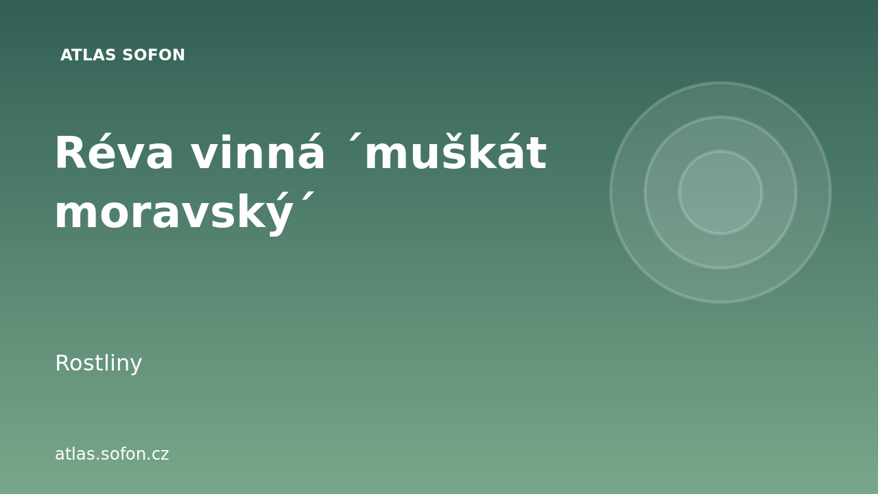 Réva vinná ´muškát moravský´