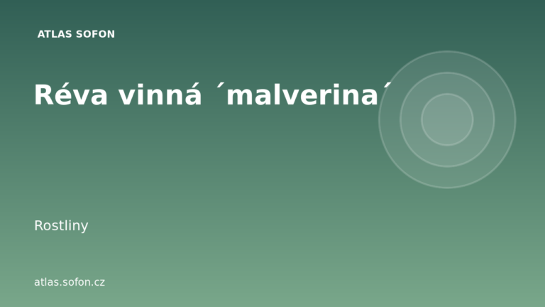 Réva vinná ´malverina´