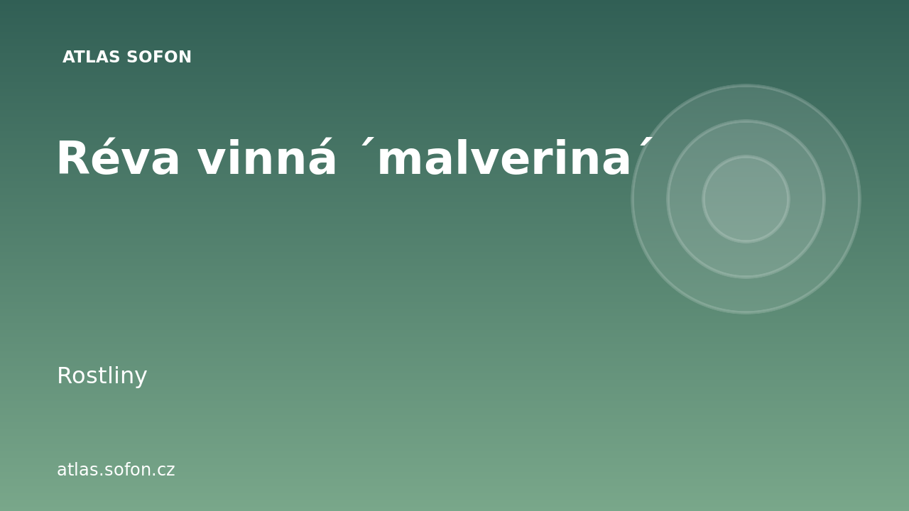 Réva vinná ´malverina´
