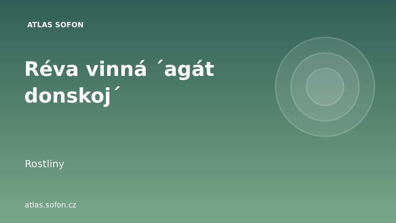 Réva vinná ´agát donskoj´