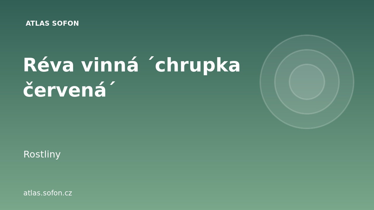 Réva vinná ´chrupka červená´