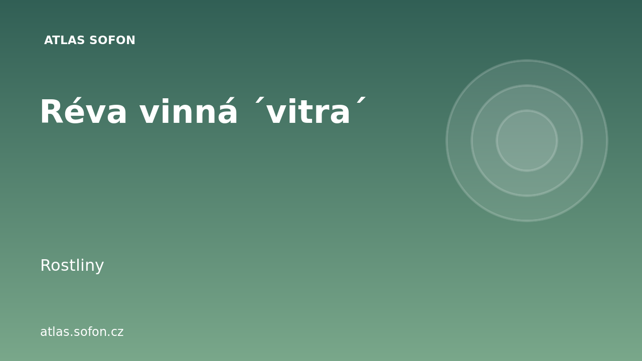 Réva vinná ´vitra´