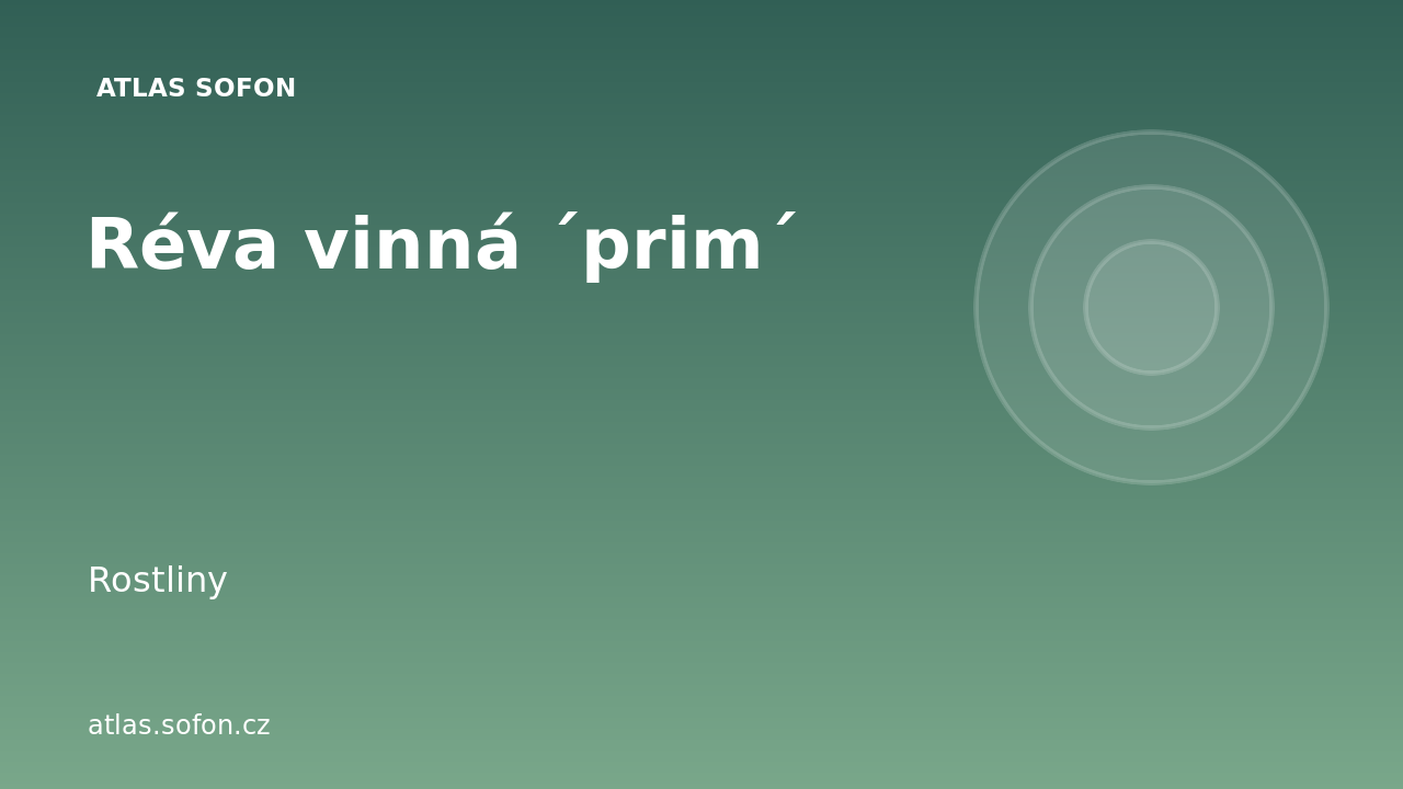 Réva vinná ´prim´