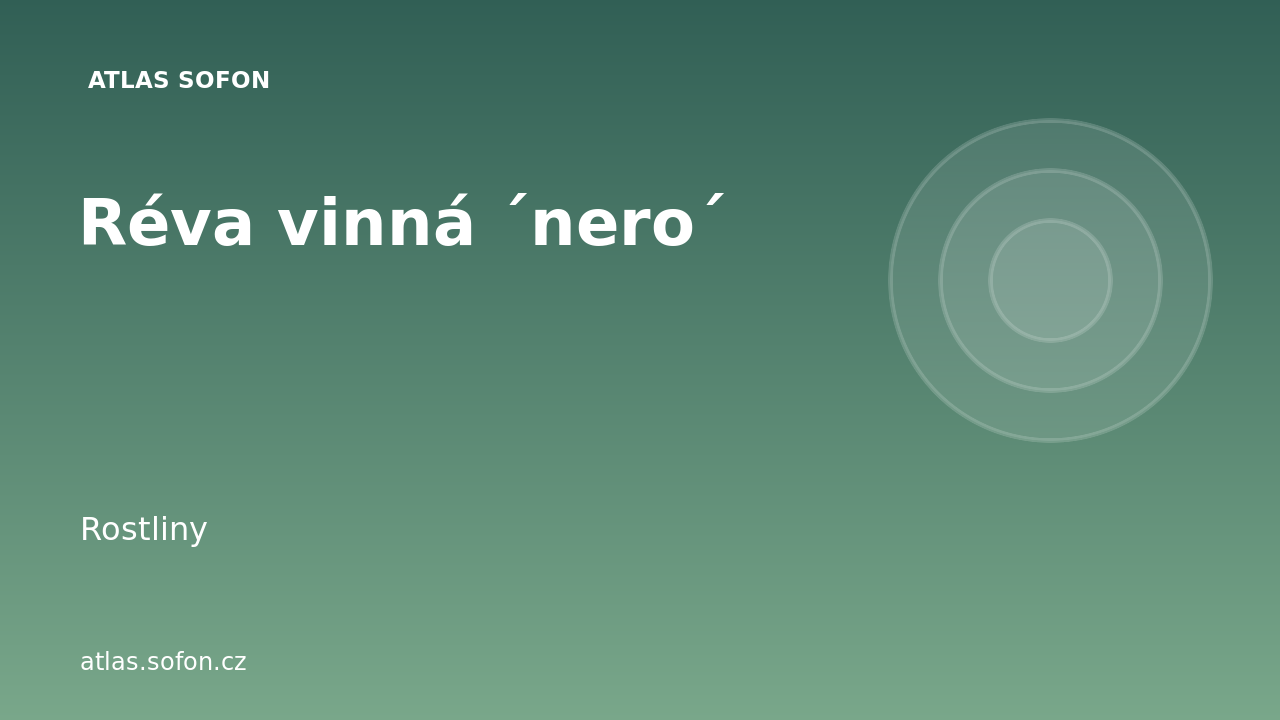 Réva vinná ´nero´