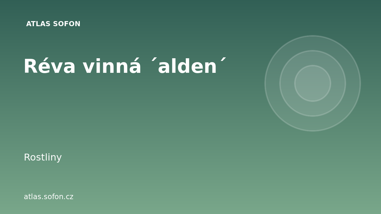 Réva vinná ´alden´
