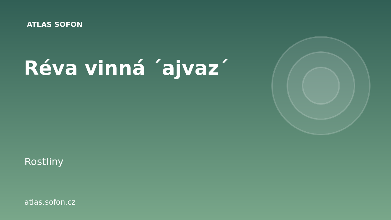 Réva vinná ´ajvaz´