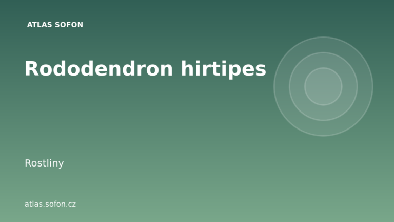 Rododendron hirtipes