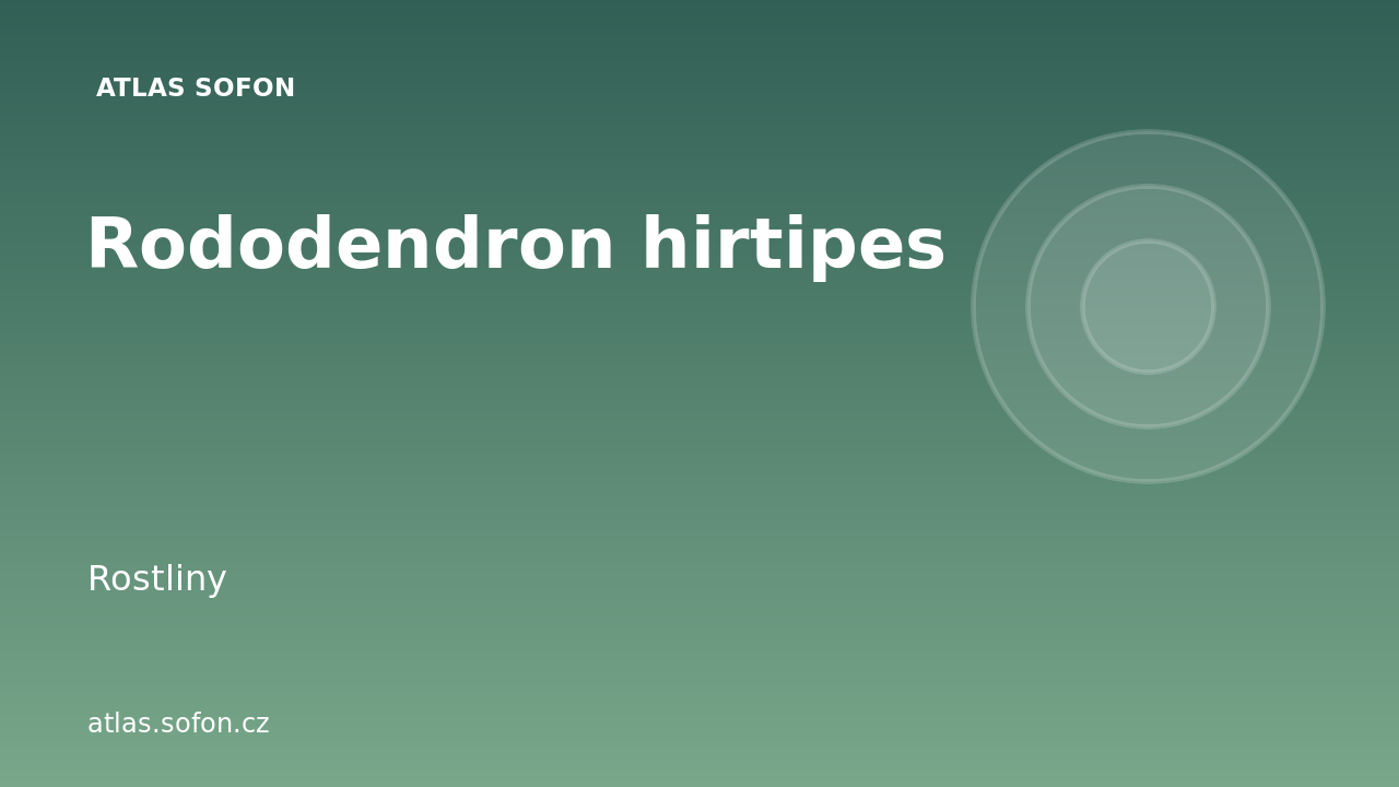 Rododendron hirtipes