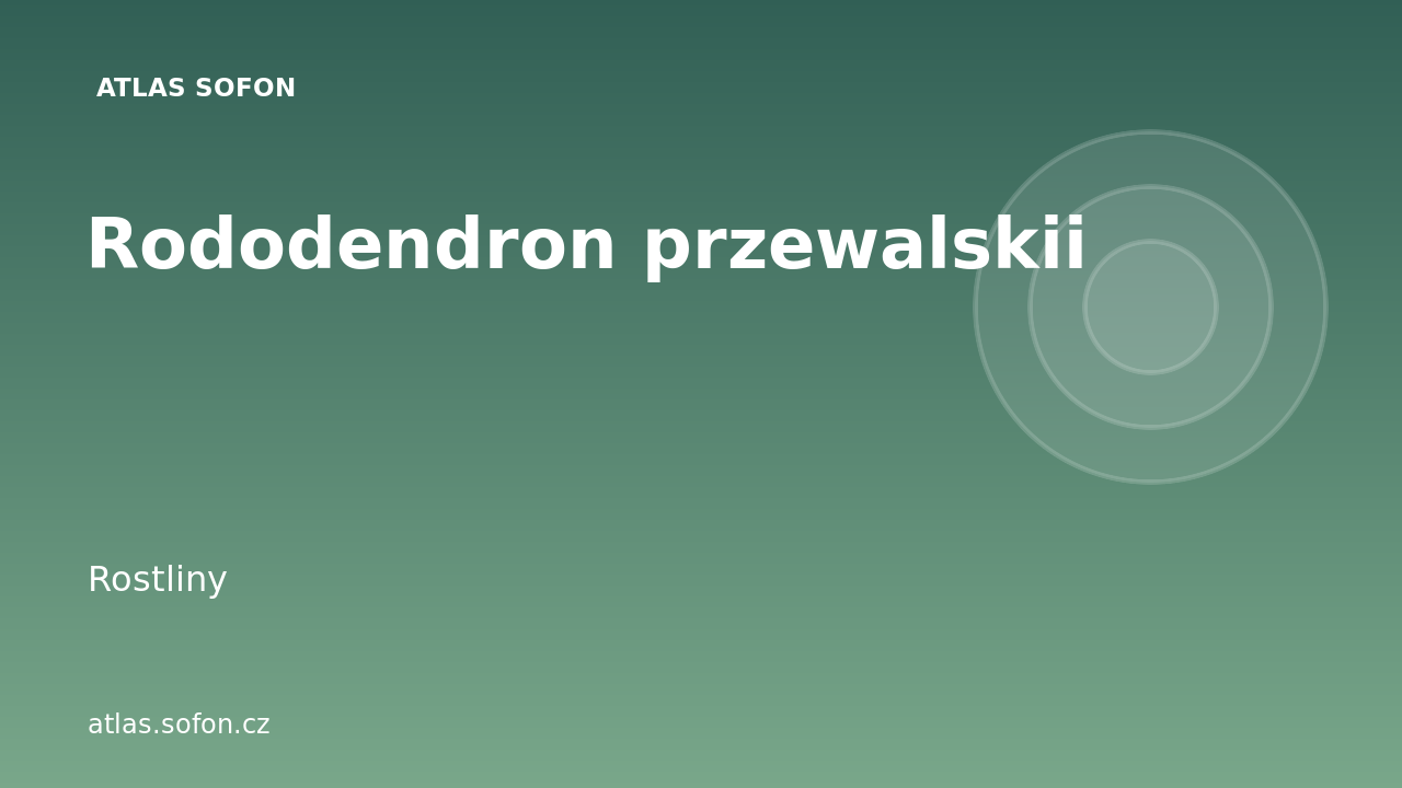 Rododendron przewalskii
