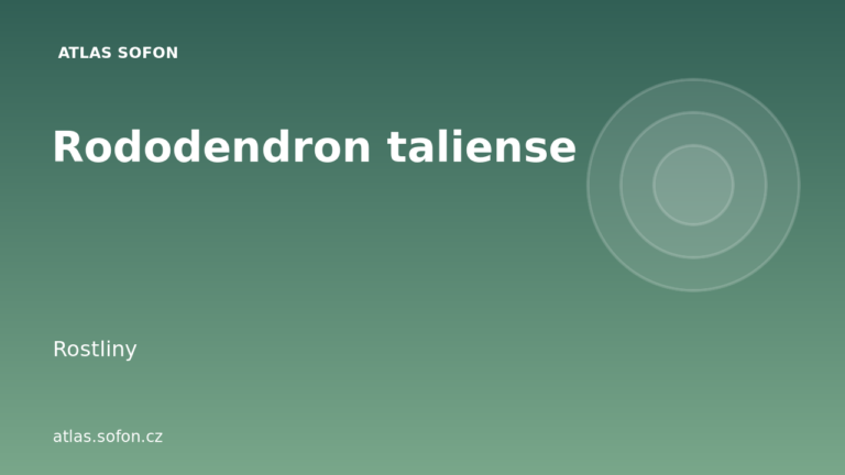 Rododendron taliense