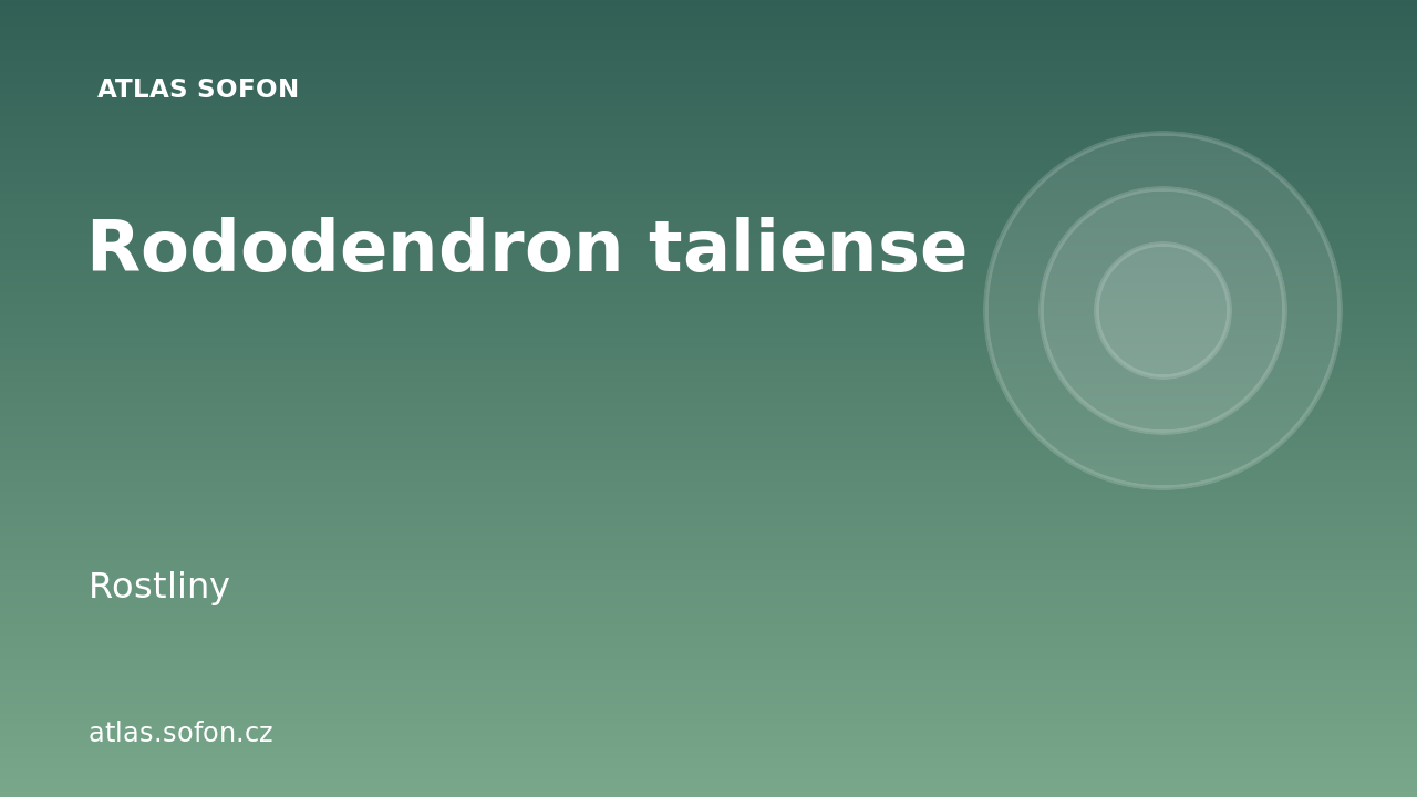 Rododendron taliense