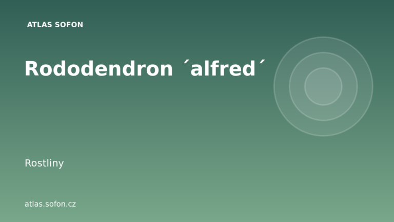 Rododendron ´alfred´