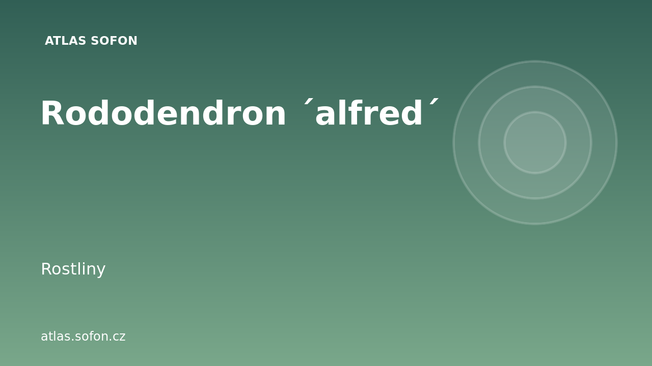 Rododendron ´alfred´