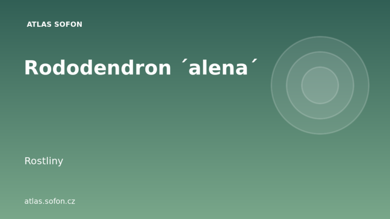 Rododendron ´alena´