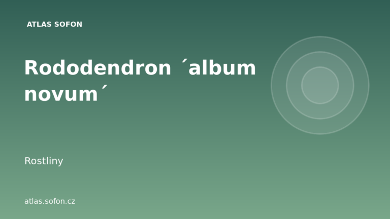 Rododendron ´album novum´