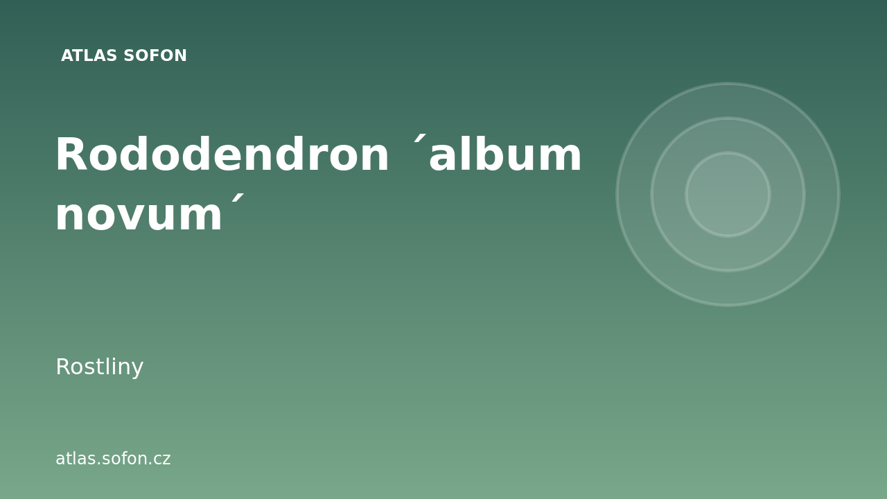 Rododendron ´album novum´