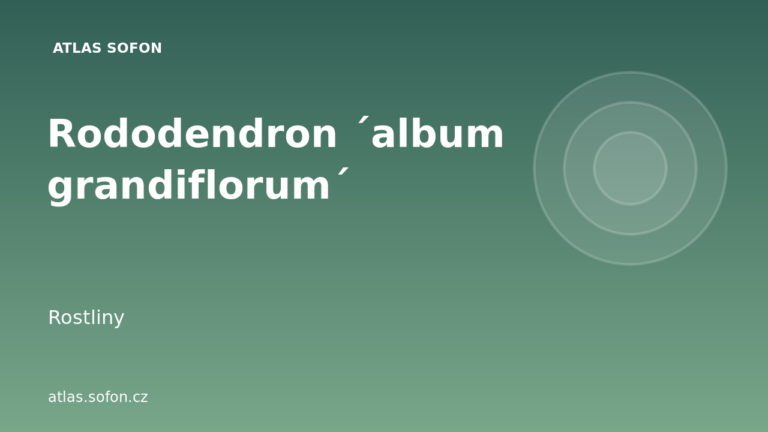 Rododendron ´album grandiflorum´
