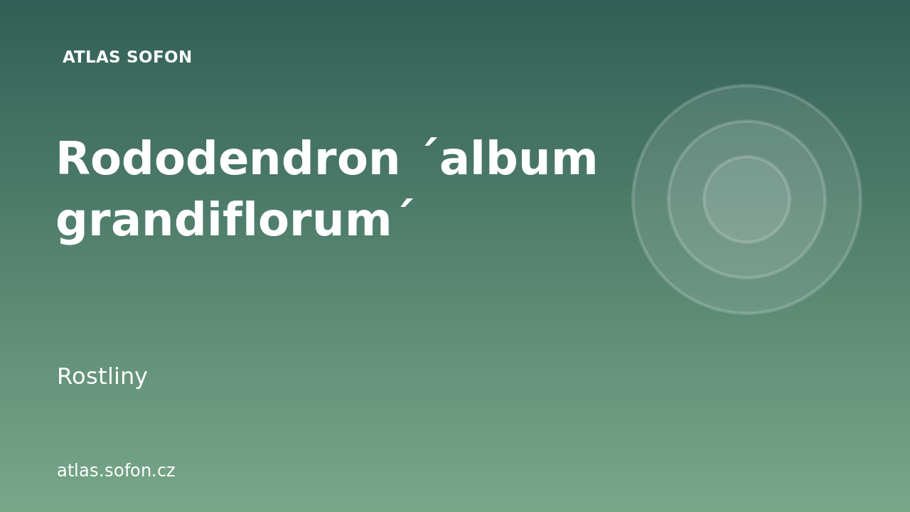 Rododendron ´album grandiflorum´