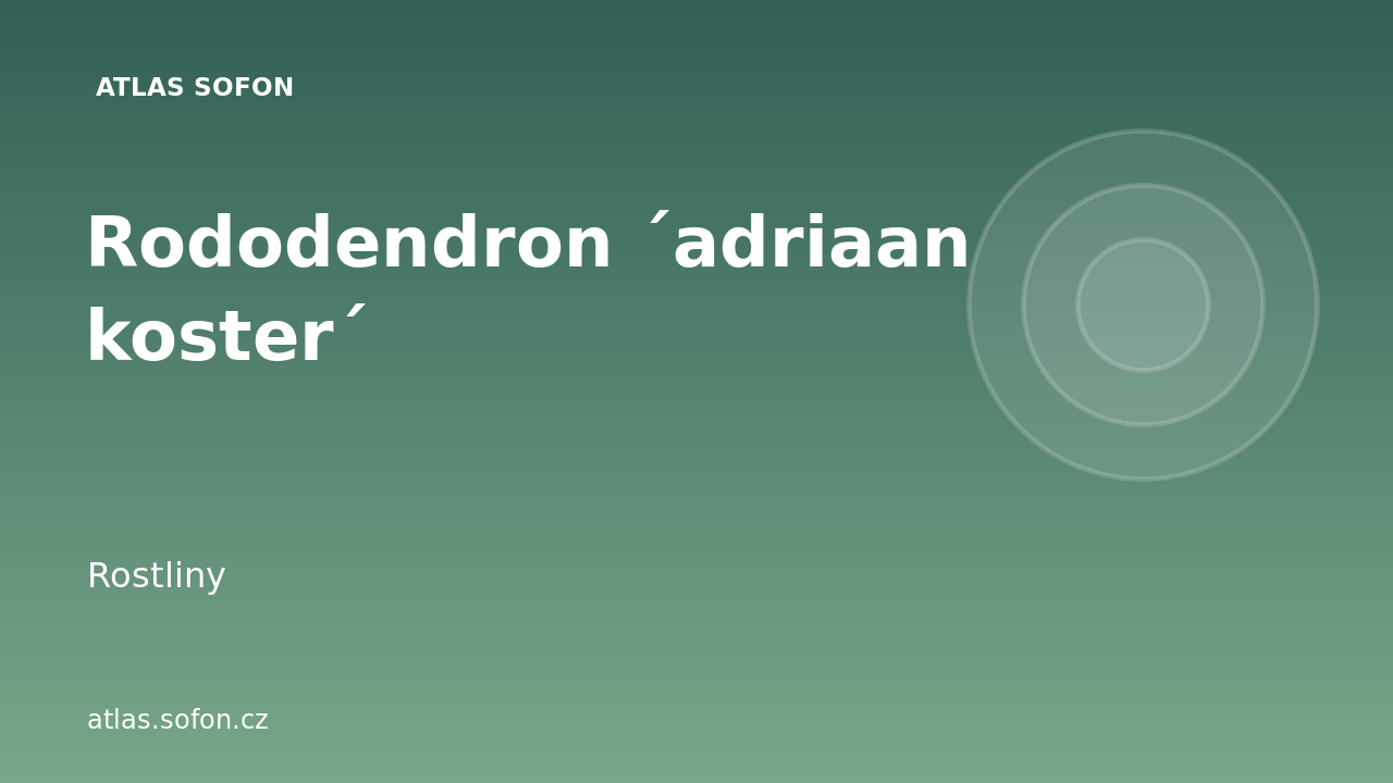 Rododendron ´adriaan koster´