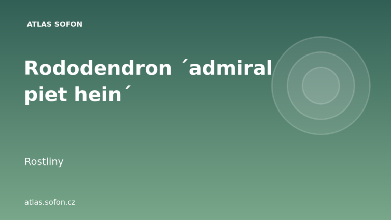 Rododendron ´admiral piet hein´