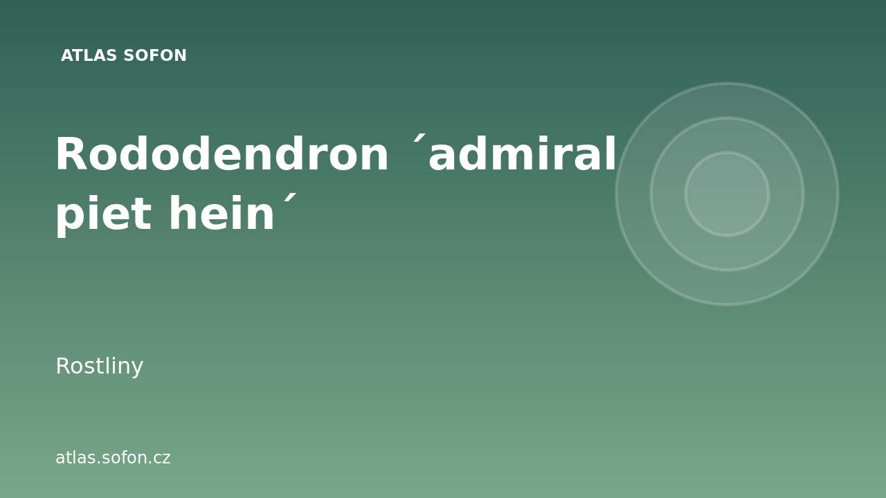 Rododendron ´admiral piet hein´