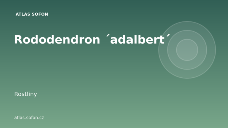 Rododendron ´adalbert´ Rododendron ´adalbert´