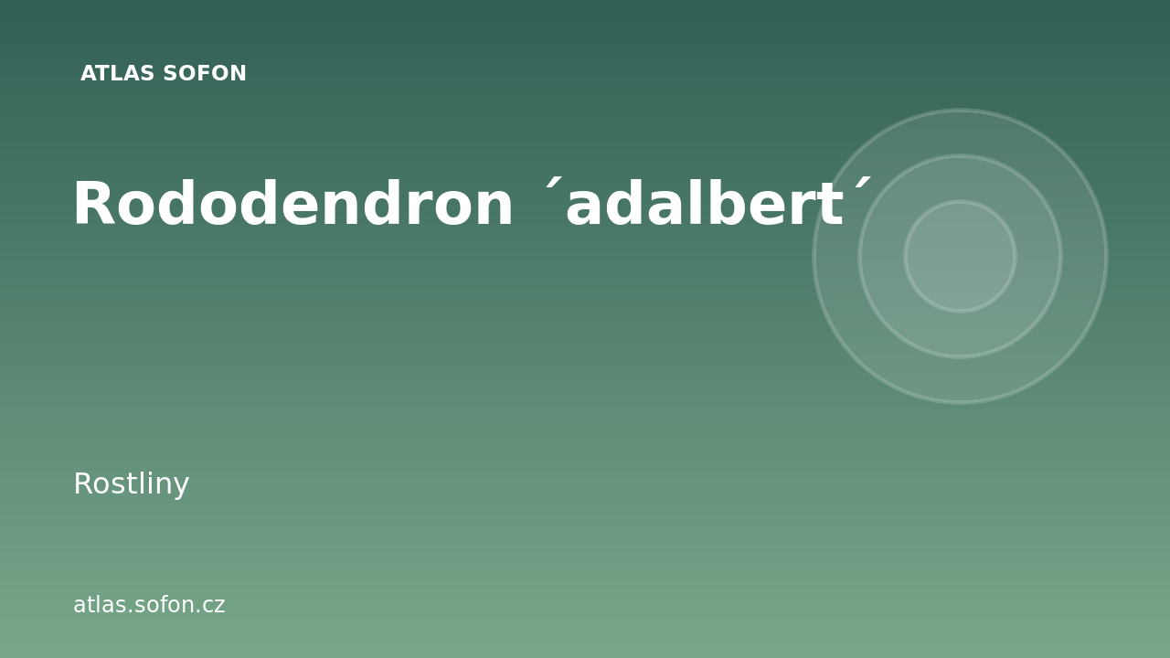 Rododendron ´adalbert´