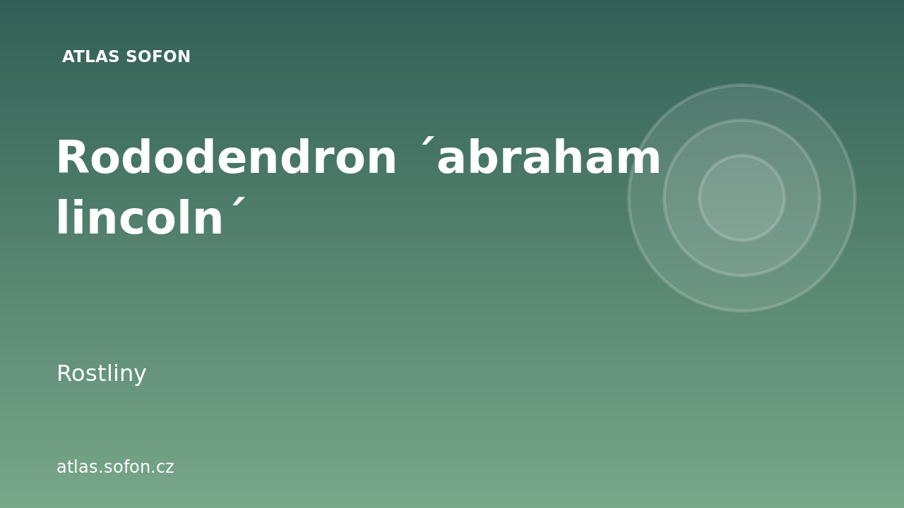 Rododendron ´abraham lincoln´