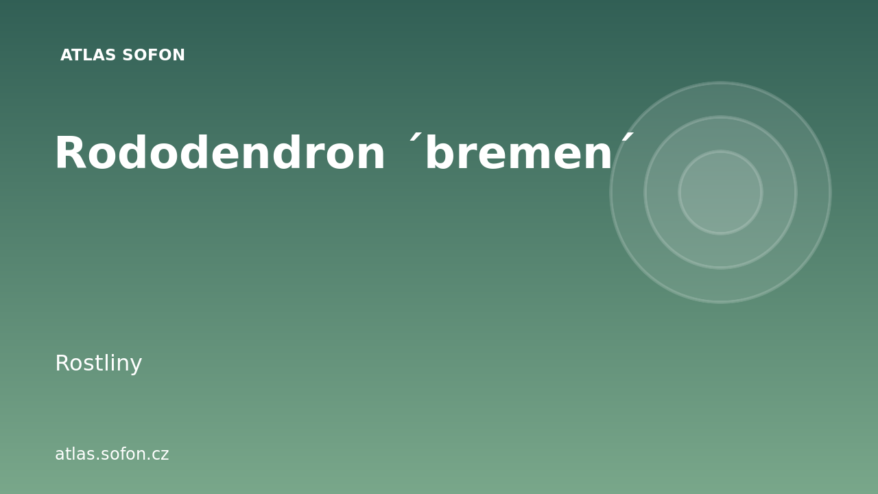 Rododendron ´bremen´