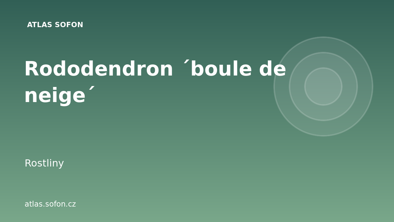 Rododendron ´boule de neige´