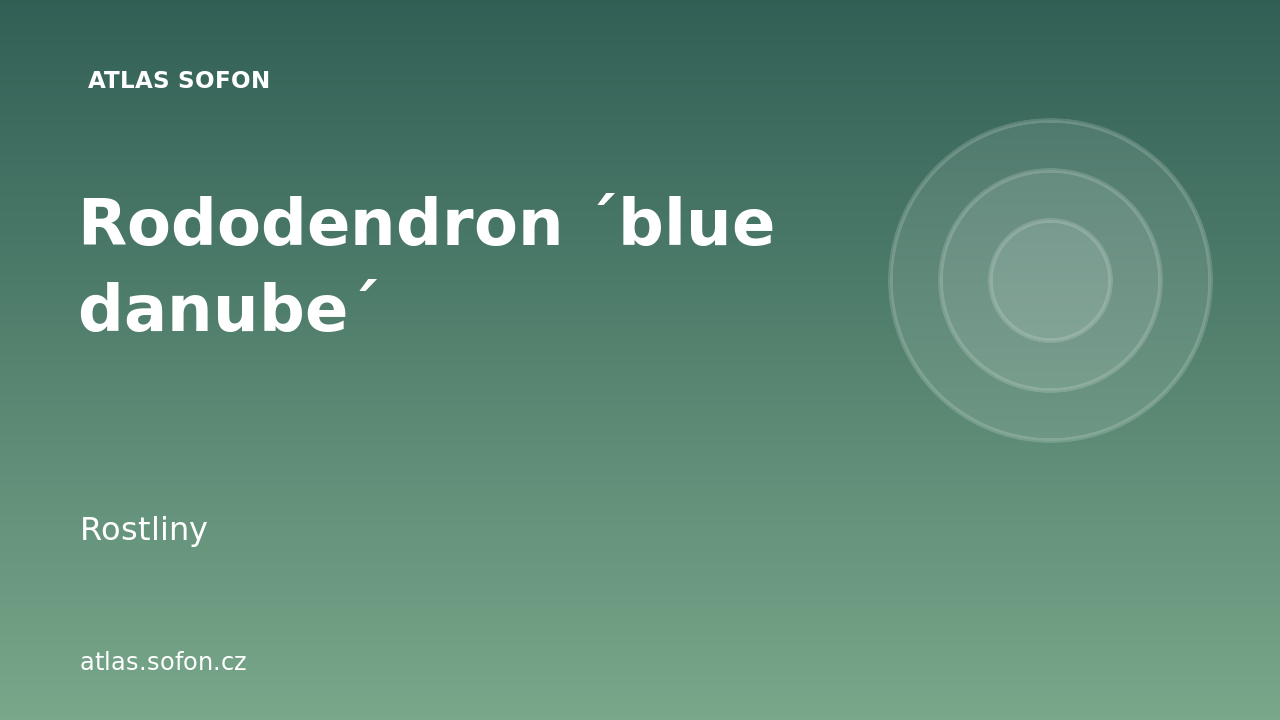 Rododendron ´blue danube´