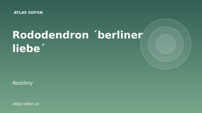 Rododendron ´berliner liebe´