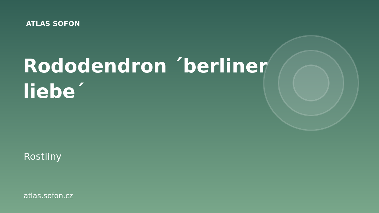 Rododendron ´berliner liebe´