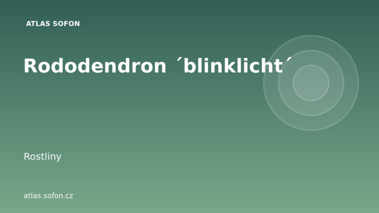 Rododendron ´blinklicht´