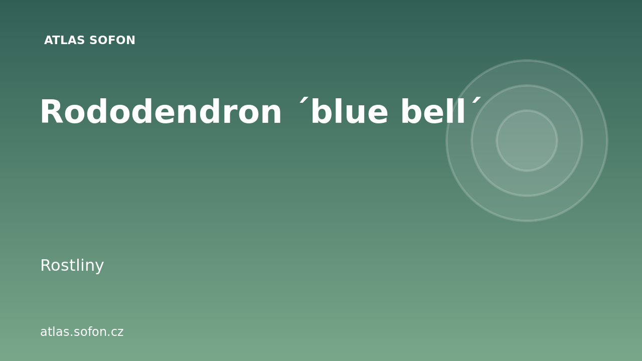 Rododendron ´blue bell´