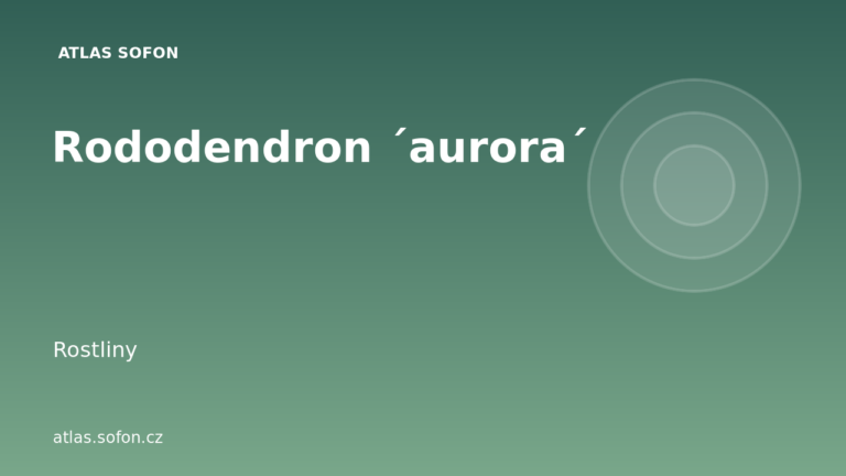 Rododendron ´aurora´
