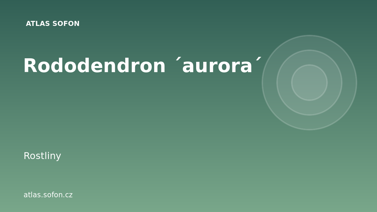 Rododendron ´aurora´
